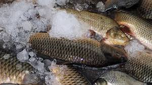 علت صادرات ماهی کپور 