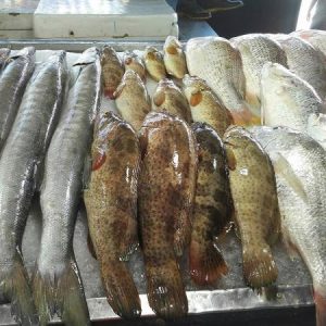 بازار ماهی بعثت