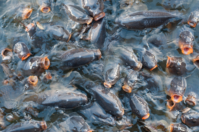 چگونگی تغذیه ماهی های کپور پرورشی 